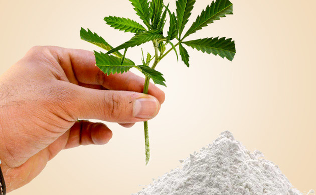 Обработка среза черенка порошком