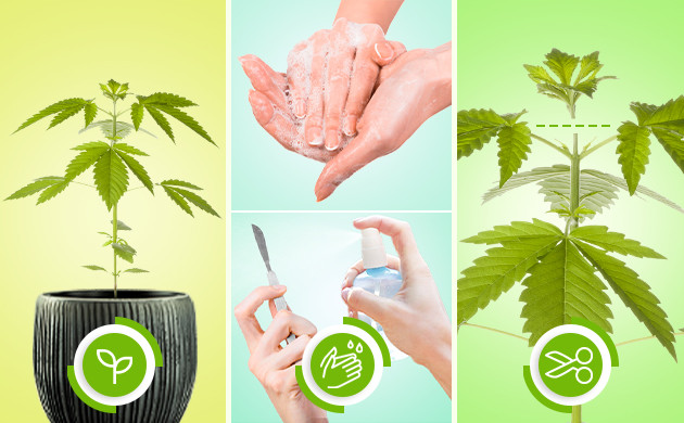 Когда можно делать топпинг