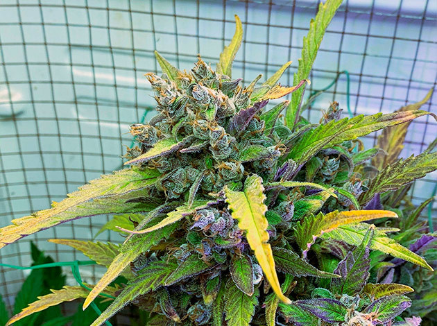 Харвест конопли Фиолетовое соцветие конопли