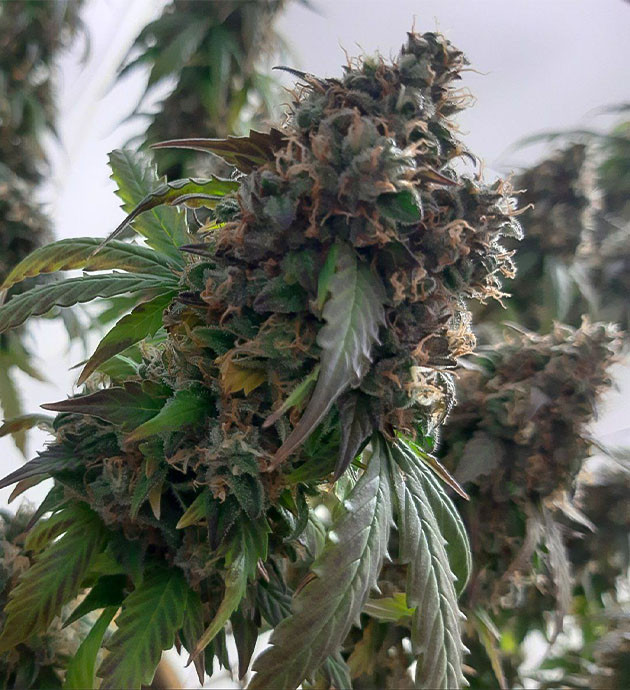 Борьба с коричневой гнилью Созревание Critical Orange Punch Auto