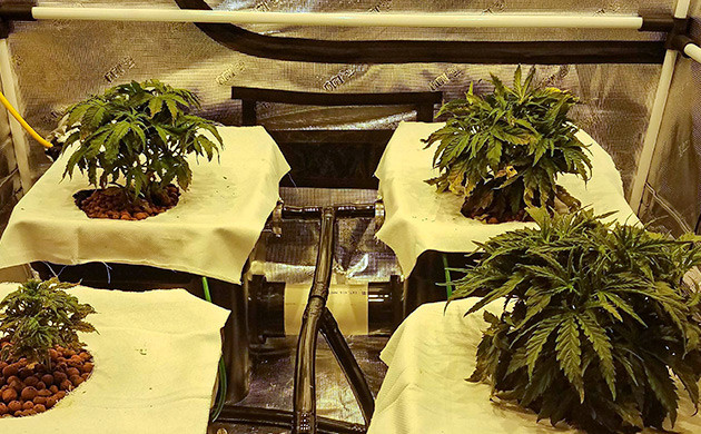 Проблемы с pH Gelato Auto