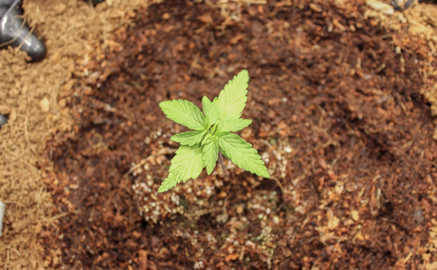 Формирование третьей пары листьев