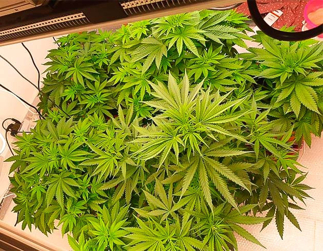 Фенотипы конопли Кусты Persian Pie от GHS на 5 неделе выращивания