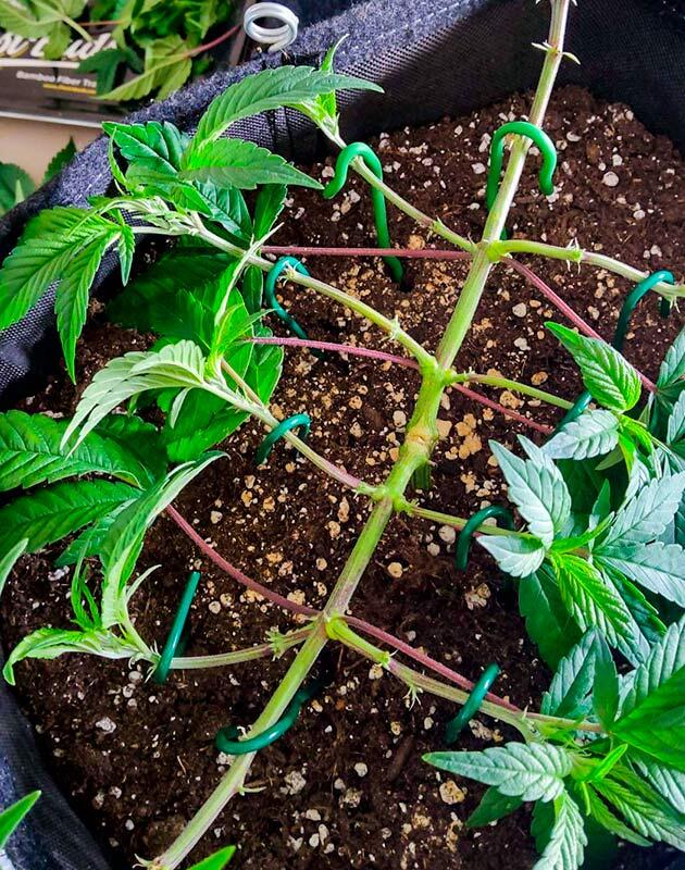 Куст Biscotti Mintz от Barney's Farm на 6 неделе развития