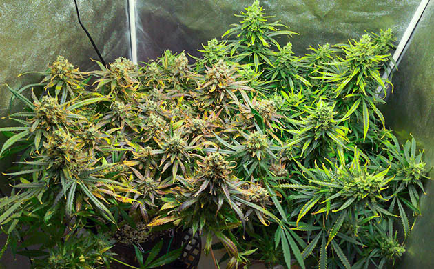 Появление фиолетового оттенка на одном кусте