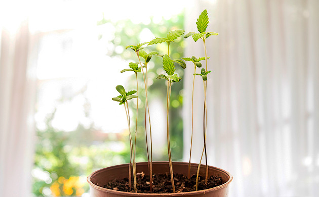 Свет: жизненная необходимость для саженцев Важность света для роста саженцев