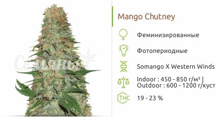 Mango Chutney fem (Dr. Krippling Seeds)