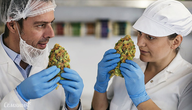 Сорт марихуаны без запаха из Канады Конопля без запаха