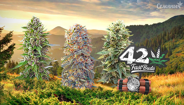 Подборка сортов конопли от FastBuds