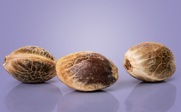 Семена на Дзаги