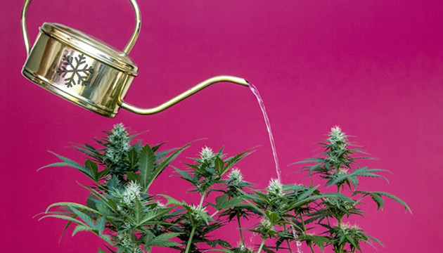 Увеличение количества трихом Полив ледяной водой