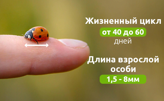 Размножение божьих коровок: защита будущего Яйца божьих коровок: начало нового поколения