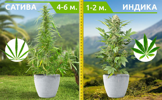 Рост Сативы и Индики в естественных условиях