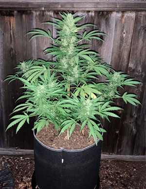 Цветущий Bruce Banner Auto