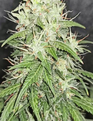 Молочные трихомы