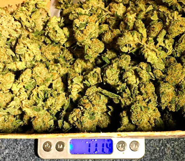 Собранный урожай Shiskaberry