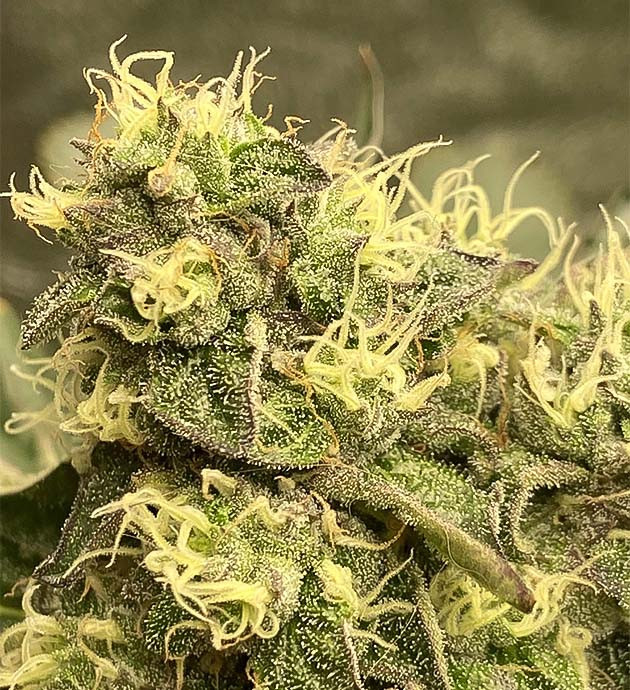 Подготовка к сбору урожая Vanilla Frosting