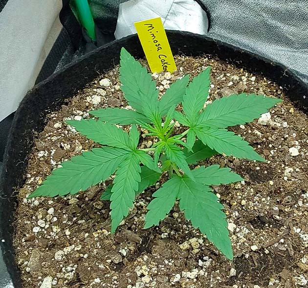 Растение Mimosa Cake Auto