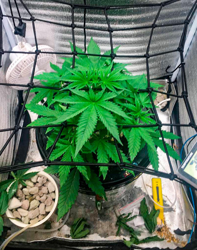 Каннабис под сеткой ScrOG