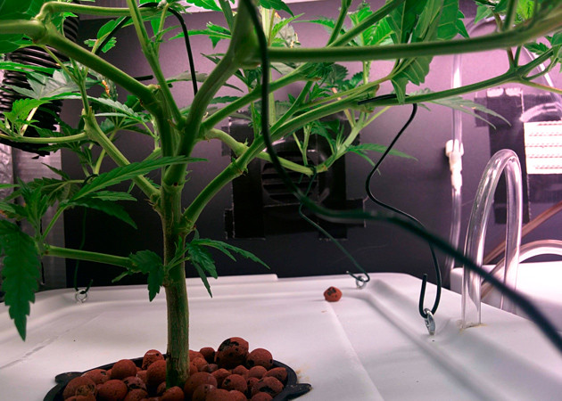 Высота куста на 6 неделе выращивания 23 см 6 неделя выращивания