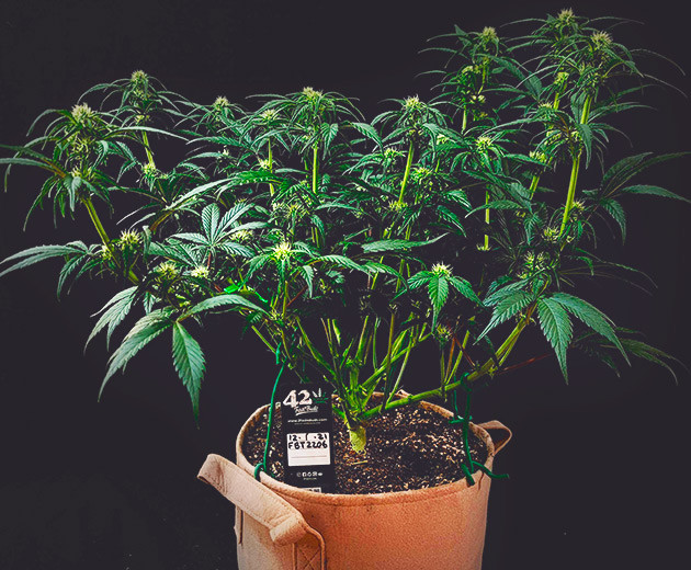 Гроурепорт сорта Gorilla Zkittlez Auto от FastBuds