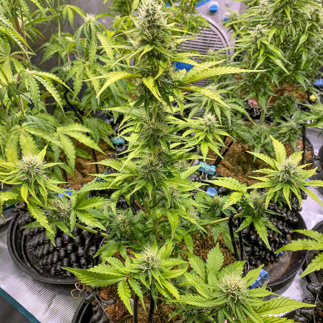 Большие соцветия на кусте