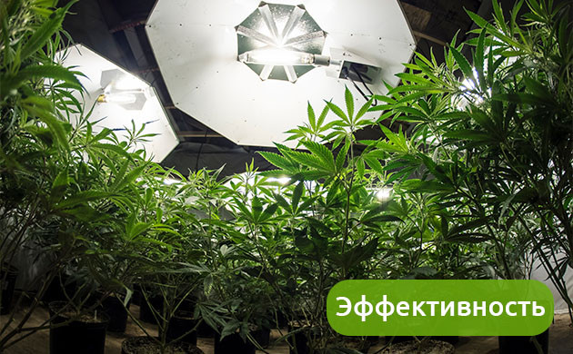 Эффективная работа систем выращивания каннабиса