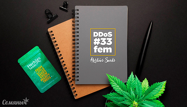 Гроурепорт сорта DDoS #33