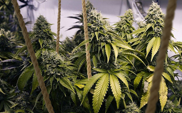 Подвязывание побегов веревками Подвязка тяжелых соцветий