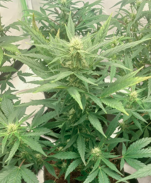 Конопля на 6 неделе роста