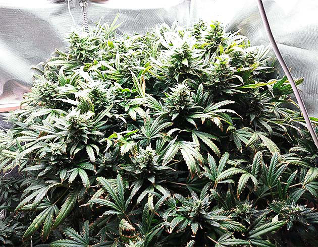 Уменьшение количества удобрений и подготовка к промывке перед харвестом Куст на 11 неделе выращивания