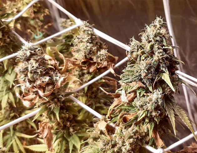 Цветущие колы над сеткой ScrOG