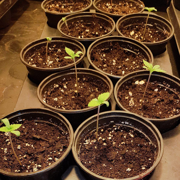 Горшки с ростками