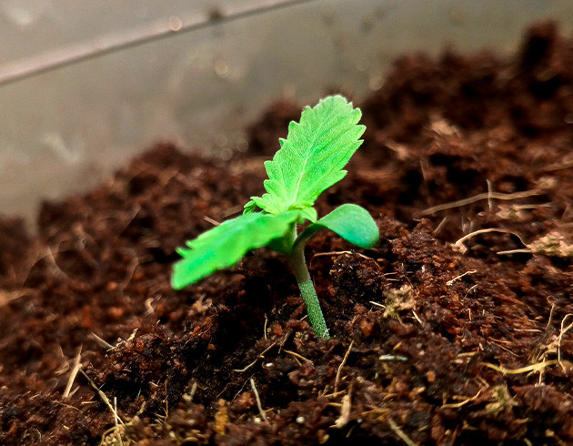 Настройка лампы и изменение колличества удобрений Росток Florida Sunrise Auto на 2 неделе выращивания