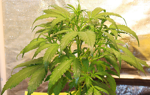 Влажные листья конопли после обработки