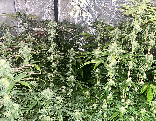 Увеличение размеров бутонов Notorious THC