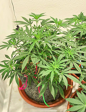 Появление новых пятен