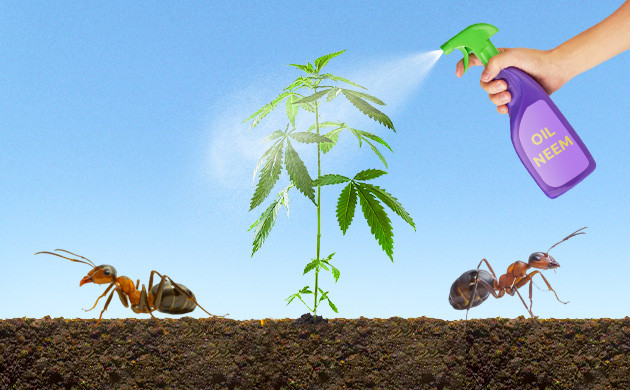 Опрыскивание куста маслом ним