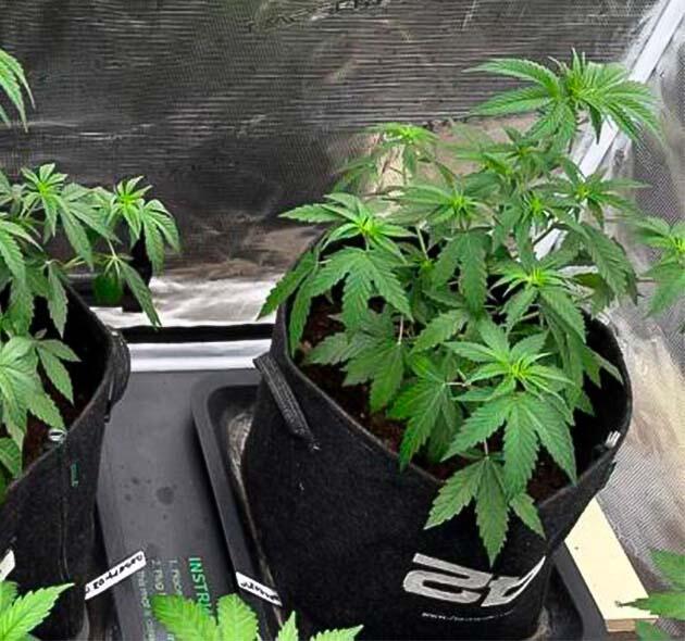Дефолиация конопли Марихуана на 4 неделе роста