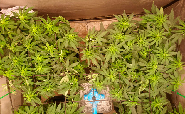 Сетка Скрог над кастами