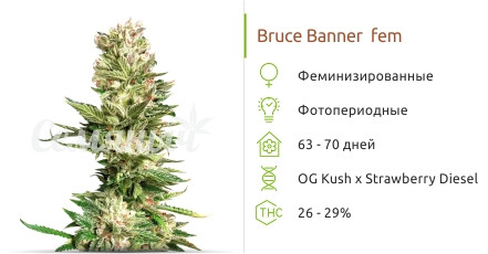 Bruce Banner от Cali Buds Seeds