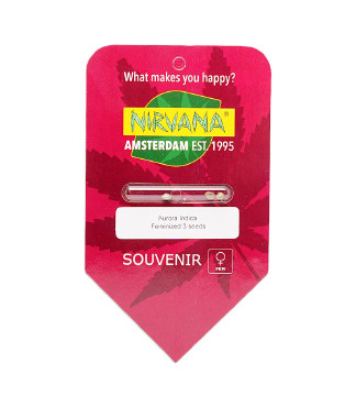 Aurora Indica fem (Nirvana Seeds)