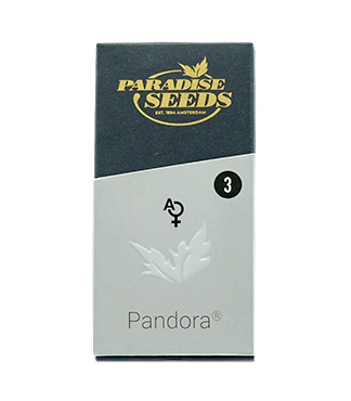 Pandora Auto fem (Paradise Seeds)