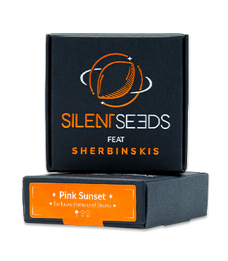 Pink Sunset by Sherbinskis fem (Silent Seeds)