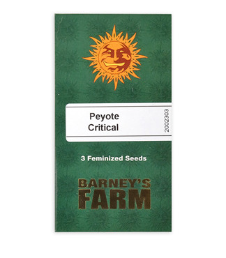 Peyote Critical fem (Barney's Farm)