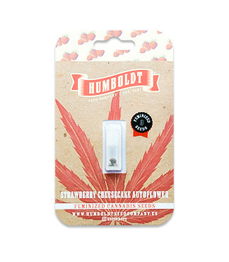 Strawberry Cheesecake Auto fem (Humboldt Seed Company)