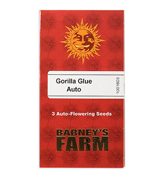 Gorilla Glue Auto fem (Barney's Farm)