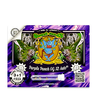 Purple Punch OG XL Auto fem (Sweet Seeds)