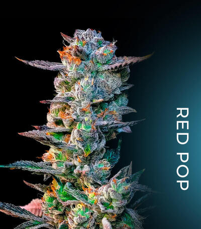 Семена сорта Giggin' Grapes fem (Compound Genetics)