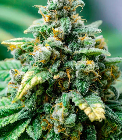 Семена сорта RudeBoi OG F1 fem (Seedkeepers)